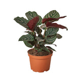 Calathea 'Ornata'