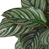 Calathea 'Ornata'