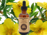 Evening Primrose Oil Organic